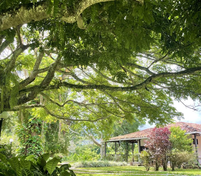 23_MuchoSur_Quimbaya_finca_IMG_9122